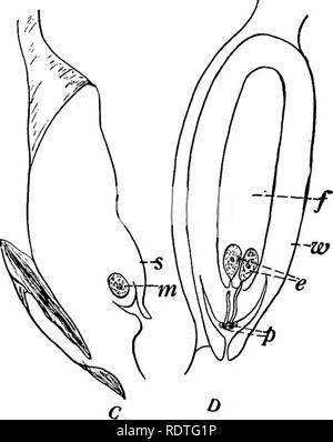 . Botany, with agricultural applications. Botany. FEMALE GAMETOPHYTE 455 extends beyond the nucellus, and its free margin flares open, thus forming an open micropyle that leads into the pollen chamber. Female Gametophyte. — Although four megaspores are formed in the megasporangium, only one of them develops a gameto- phyte, the others being destroyed and used for food by the one that develops. During the first season the surviving megaspore enlarges and becomes multinucleate. With the megaspore in this. Fig. 404. — Development of the ovule and pollen tubes in the Pine. C, section through an ov Stock Photo