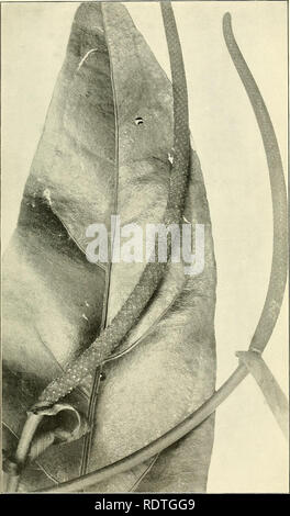Anthurium acaule hi-res stock photography and images - Alamy