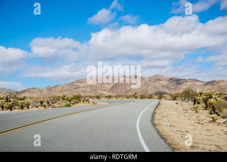 Driving on a paved road in Joshua Tree National Park; cholla cacti on the side of the road, south California Stock Photo