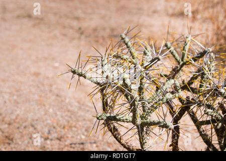 Diamond cholla / branched pencil cholla (Cylindropuntia ramosissima), Joshua Tree National Park, California Stock Photo