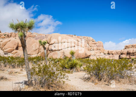 Young Joshua Trees (Yucca Brevifolia); rocky outcrops in the background; Joshua Tree National Park, south California Stock Photo