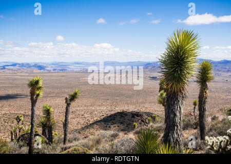 Young Joshua Tree (Yucca Brevifolia); growing at high altitude; wide valley in the background; Joshua Tree National Park, south California Stock Photo