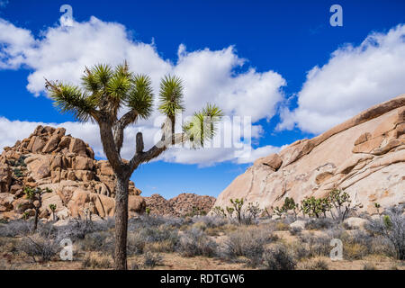 Joshua Tree (Yucca Brevifolia); rocky outcrops in the background; Joshua Tree National Park, south California Stock Photo