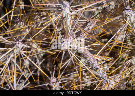 Close up of Diamond cholla / branched pencil cholla (Cylindropuntia ramosissima), Joshua Tree National Park, California Stock Photo