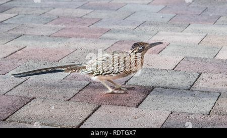 Close up of Greater Roadrunner (Geococcyx californianus) on a sidewalk, Palm Desert, California Stock Photo