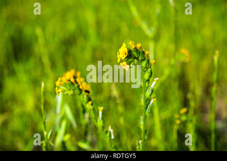 Close up of Fiddleneck (Amsinckia tesselata) wildflowers blooming on a meadow, green background; south San Francisco bay area, San Jose, California Stock Photo