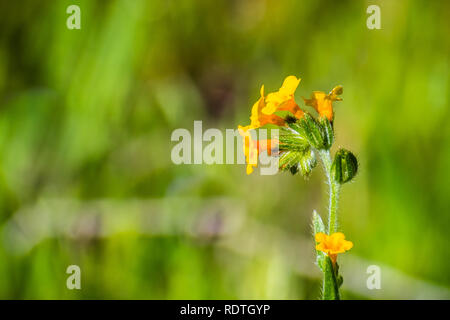 Close up of Fiddleneck (Amsinckia tesselata) wildflowers blooming on a meadow, green background; south San Francisco bay area, San Jose, California Stock Photo