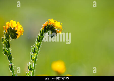 Close up of Fiddleneck (Amsinckia tesselata) wildflowers blooming on a meadow, green background; south San Francisco bay area, San Jose, California Stock Photo