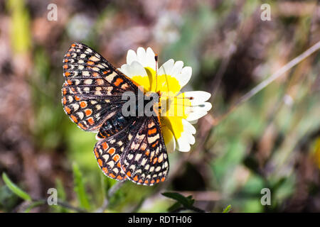 Bay Checkerspot butterfly (Euphydryas editha bayensis) on a tidytips (Layia platyglossa) wildflower; classified as a federally threatened species, sou Stock Photo
