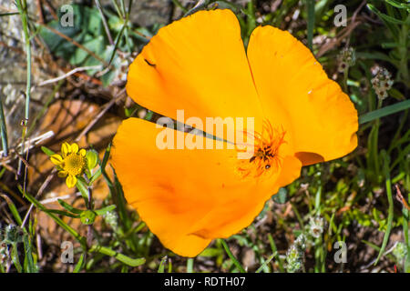 California poppy (Eschscholzia californica) close up; tiny bugs at its center; south San Francisco bay area, San Jose Stock Photo