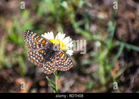 Bay Checkerspot butterfly (Euphydryas editha bayensis) on a tidytips (Layia platyglossa) wildflower; classified as a federally threatened species, sou Stock Photo
