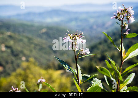 Yerba santa (Eriodictyon californicum) in bloom, Uvas Canyon County Park, Santa Clara County, California Stock Photo