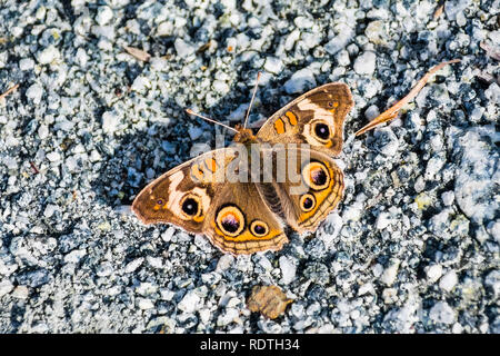 Close up of Common Buckeye (Junonia coenia) butterfly resting on a gravel road, San Francisco bay area, California Stock Photo