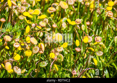 Brass Buttons (Cotula coronopifolia) wildflowers growing in the wetlands of south San Francisco bay area, California where is considered invasive; nat Stock Photo