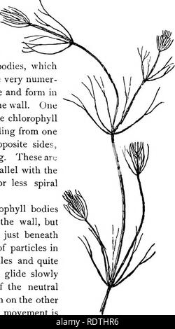 . Elementary botany. Botany. PROTOPLASM. 9 node. These internodes are peculiar. They consist of but a single &quot; cell,&quot; and are cylindrical, with closed ends. They are sometimes 5-10 cm. long. 19. Internode of nitella.—For the study of an internode of nitella, a small one, near the end, or the ends of one of the &quot; leaves &quot; is best suited, since it is more transparent. A small portion of the plant should be placed on the glass slip in water with the cover glass over a tuft of the branches near the growing end. Examined with the microscope the green chlorophyll bodies, which fo Stock Photo