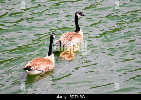 A Canada geese family (parents and three goslings) swimming in Calero reservoir, south San Francisco bay area, California