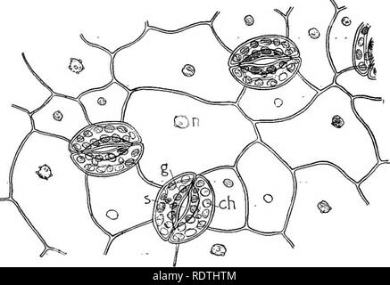 LMs of living cells showing chloroplasts. Fig. 1. Girdle view of single