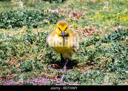 Frontal view of Canada Goose (Branta canadensis) new born chick on a green meadow, San Francisco bay area, California Stock Photo