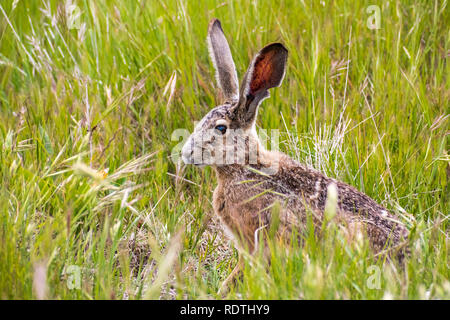 Black-tailed jackrabbit (Lepus californicus) sitting in tall grass, eyes and ears alert, San Francisco bay area, California Stock Photo