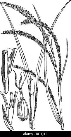 . Illustrations of the British flora: a series of wood engravings, with dissections, of British plants. Botany; Botany. 1152. Carex strigosa, Huds. Thin-spiked C.. 1154. Carex pendula, Huds. Pendulous C,. Please note that these images are extracted from scanned page images that may have been digitally enhanced for readability - coloration and appearance of these illustrations may not perfectly resemble the original work.. Fitch, W. H. (Walter Hood), 1817-1892; Smith, George Worthington, 1835-1917; Bentham, George, 1800-1884. Handbook of the British flora. London, L. Reeve Stock Photo