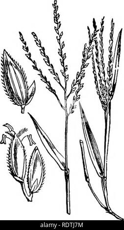 . Handbook of grasses, treating of their structure, classification, geographical distribution and uses, also describing the British species and their habitats. Grasses. 44 BRITISH SPECIES Apera Spica-venti, the Spreading Silky Bent, should be sought for in sandy cultivated fields, particularly those which are occa- sionally flooded ; but it is very rare, and almost confined to S.E. England. Culms tufted, about 2 ft. Panicle with numerous capillary branches, diffuse at time of flowering. Spikelets -Jj inch long, shining, and tinged with purplish-brown, containing one flower and a pedicel-like r Stock Photo