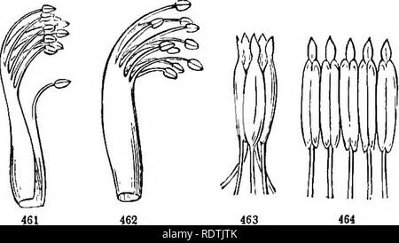 Introduction to structural and systematic botany, and vegetable physiology.  Botany. 280 THE KLOWKR.. with seven, heptandrous; with eight, octandroiis ;  with nine, ennean- drous ; with ten, decandrous ; with twelve,