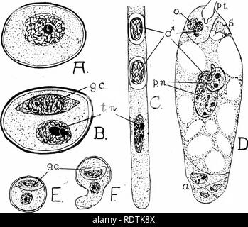 An introduction to the structure and reproduction of plants. Plant