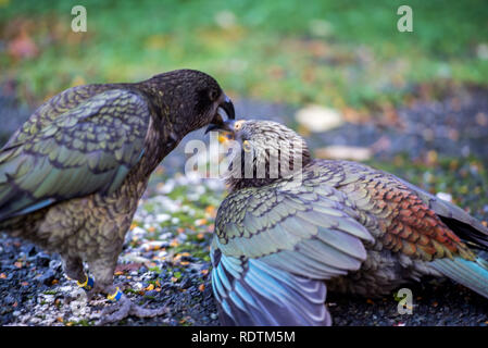 Kea, South Island, NZ Stock Photo