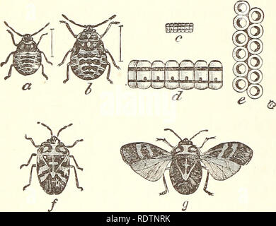 . Economic entomology for the farmer... l62 A TV ECONOMIC ENTOMOLOGY. that are predaceous and others that are plant-feeders, and, as in the preceding case, it is difficult to say always whether the species are beneficial or injurious. They will all stand watching, at any rate, but, fortunately, not many of them occur in great numbers. Perhaps the most marked exception is the '' harlequin cabbage-bug,'' Murgantia histrionica. This is one of the most serious pests to cabbage in the Southern States, being found in small numbers on Long Island, in the southern part of New Jersey, and then increasi Stock Photo