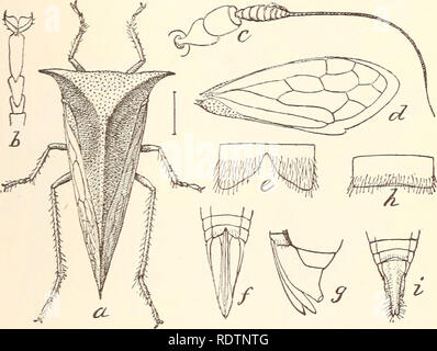 . Economic entomology for the farmer... THE INSECT WORLD. 139 beyond it, and ready to break in the first high wind. On old or large trees the insects are rarely dangerous, because their injury results in only a little pruning, but on young trees they may cause deformities ; hence, if the insects are noticed in a young orchard, it will be advisable to go over it carefully during the winter, to trim out all infested twigs or branches, burning the Fig. too.. Buffalo tree-hopper, Ceresa bubalus.—a, adult; 5, c, d, tarsus, antenna, and wing- f,g, tip of abdomen, showing ovipositor. cuttings to dest Stock Photo