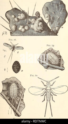 . Economic entomology for the farmer... THE INSECT WORLD. 107 Fig. 77.. Cochineal and mealy bugs.—Fig. 77, cochineal, Coccus cacti, on cactus. Fig. 78, b, adult male; c, adult female, with cottony masses removed. Fig. 79, mealy bug, Dactylopius destructor. Fig. 80, Dactylopius longifilis : a, the larva ; b, the winged male.. Please note that these images are extracted from scanned page images that may have been digitally enhanced for readability - coloration and appearance of these illustrations may not perfectly resemble the original work.. Smith, John B. [from old catalog]. [n. p. ] Stock Photo