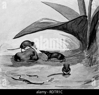 . [Collected reprints, 1912-1919. Mammals; Mammals; Birds. LI2 Field Museum oe Natural History — Zoology, Vol. XI.. Common Shrew (Sorex personatus). (About K nat. size.) the interior and several of the most northern counties including Douglas, Iron, Florence, and Vilas. This diminutive species usually makes its home under an old log or stump or beneath the roots of a tree; sometimes it uses a hole in a fallen tree. In open fields and meadows it is often found under haycocks. Shrews are both diurnal and nocturnal, but they are so small and active they are rarely seen. Probably not one person in Stock Photo