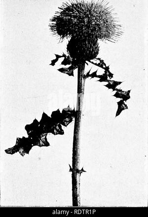 Conservative Characters Botany Example . Wild flower families; the haunts, characters, and family ...