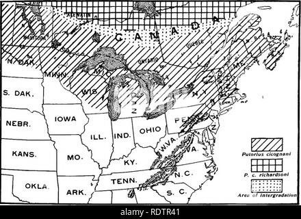 . [Collected reprints, 1912-1919. Mammals; Mammals; Birds. Feb., 1912. Mammals or Illinois and Wisconsin — Cory. 377 myself have examined the Kennicott Weasel from northern Illinois, and agree that it is an immature noveboracensis and not cicognanii." The habits of this species are practically the same as those of the New York Weasel. Specimens examined from Illinois, Wisconsin and adjoining states: Wisconsin — Tomahawk Lake, i; (M. P. M.) Eagle River, Vilas Co., i; (0. C.) St. Croix River, Douglas Co., i; Racine Co., 2; Mercer, Iron Co., 4; Fox Lake, Iron Co. (skull), i; Langlade Co. (sk Stock Photo