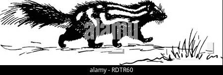. [Collected reprints, 1912-1919. Mammals; Mammals; Birds. 346 Field Museum or Natural History — Zoology, Vol. XI. from the same locality is perplexing and many specimens occur, espe- cially in Wisconsin, which appear to be intergrades. The habits of this form are apparently similar to those of the North- ern or Hudsonian Skunk which has already been described. Genus SPILOGALE Gray. Spilogale Gray, Proc. Zool. Soc. Lond., 1865, p. 150. Type Mephilis interrupta Rafinesque. Size smaller than Mephitis; skull somewhat flattened; audital bullae inflated; auditory meatus tubular and directed oblique Stock Photo