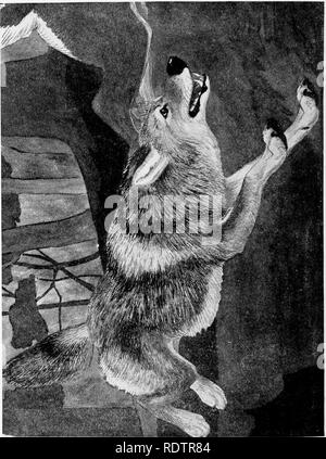 . [Collected reprints, 1912-1919. Mammals; Mammals; Birds. 314 Field Museum of Natural History — Zoology, Vol. XI.. Please note that these images are extracted from scanned page images that may have been digitally enhanced for readability - coloration and appearance of these illustrations may not perfectly resemble the original work.. Cory, Charles B. (Charles Barney), 1857-1921. s. l. , s. n. Stock Photo