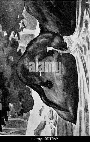 . [Collected reprints, 1912-1919. Mammals; Mammals; Birds. 332 Field Museum of Natural History — Zoology, Vol. XI.. Please note that these images are extracted from scanned page images that may have been digitally enhanced for readability - coloration and appearance of these illustrations may not perfectly resemble the original work.. Cory, Charles B. (Charles Barney), 1857-1921. s. l. , s. n. Stock Photo