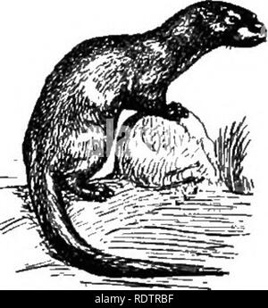 . [Collected reprints, 1912-1919. Mammals; Mammals; Birds. 328 Field Museum of Natural History — Zoology, Vol. XI. ported where the sight of both dogs and men have been severely injured by it and in some cases destroyed. Permanent blindness is, however, the exception, and in most cases with proper treatment the inflamation soon subsides. KEY TO THE SUBFAMILIES AND GENERA OF MUSTELID^. Subfamily LUTRIN^. Otters.. Otter. General color rich brown; total length about 42 inches; tail about 15 inches; toes webbed; cheek teeth (molars and premolars) 5 on each side of both jaws; 3-3 2-2 Genus LUTRA, p Stock Photo