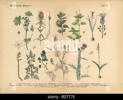 Wildflower and Medicinal Herbal Plants, Victorian Botanical Illustration Stock Photo