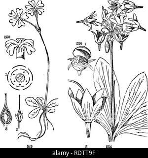. Leaves and flowers : or, Object lessons in botany with a flora : prepared for beginners in academies and public schools . Botany. Ordbb 78.—PRIMWORTS. 241 Order LXXVIII. PRIMTJLACEiE. Primworts.. Fig. 50- Primula Mlstasalnica, the whole plant Fig. 550. The corolla cut open, showing the stamens on the tube. 1. The plan of the flower, showing the stamens opposite the petals. 3. The calyx and ovary. 3, The fruit cut open, showing the seeds on the central placenta. Fig. 554 Dodecatheon Meadia, whole plant 5. A. single flower, natural size. Fig. 556. Fruit (pyxis) of Anagallis, with its lid open, Stock Photo