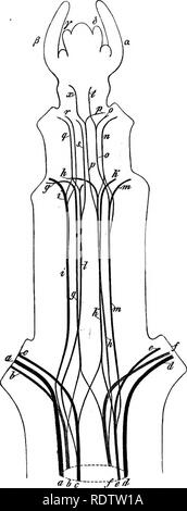 . Botany for high schools and colleges. Botany. TISSUES OF ANGlOHPEliMS. 439. Fig. 314.—Showing the dispi).&lt;iii()ii of the flbro-vaaciilar bundles in the stem of Clemr atis ViticeUa. a,b,c, — d,e,/, ihe bundlon f om the lower pair of leaves; g h i,— k, I. m, the bundles from the second pair of leaves ; n, o, p, — q. r^ 8, the bundles from the third pair of leaves ; x and i, the median bundles of the fourth pair of leaves ; a,0, — y, d, pairs of rudimeutaiy leaves not yet supplied with bundles,— After NBgeli.. Please note that these images are extracted from scanned page images that may have Stock Photo