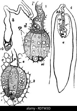 . Botany for high schools and colleges. Botany. m BOTANY. which multiply by fission, and eventually unite into a con- tinuous tissue (in reality a false tissue), the endosperm {en, Fig. 297, B). In this mass of endosperm cells several near the micropylar end grow larger than the surrounding ones, and become filled with granular protoplasm. These are the corpuscula of Brown, the archegonia of Sachs, or the secondary embryo sacs of Henfrey {cp, cp, Fig. 297, B). In some cases they are placed singly at short distances from each other, while in others they are clustered together (1 and 2, Pig. 298 Stock Photo