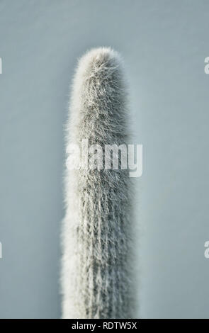 Long green cactus with short white thorns. Fluffy cactus as a succulent background. Stock Photo