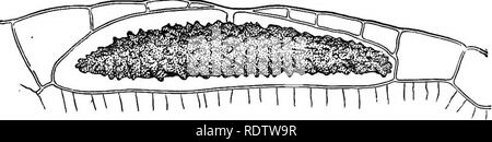 . Botany for high schools and colleges. Botany. CRYSTALS. 61 (a) In studying plant-crystals it is only necessary in most cases to make thin longitudinal sections, and to mount in the usual way in water. (6) The calcium carbonate crystals may Le distinguished from those of calcium oxalate by treatment with hydrochloric acid, which dissolves both, the former with effervescence, the latter with none. Under treatment with acetic acid the calcium carbonate crystals dissolve (with efEervescence, of course), while those of calcium oxalate do not dissolve. (c) Acicular crystals, or raphides, may be be Stock Photo