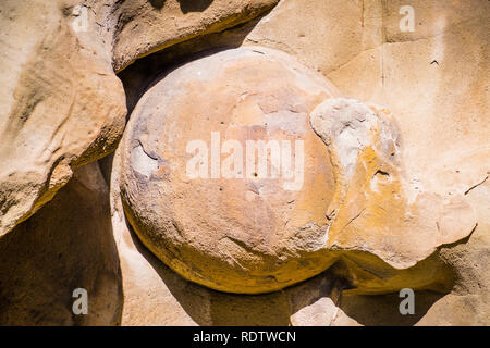 Close up of spherical concretion formed in a  sandstone rock, revealed by the erosion happening throughout time, Contra Costa county, east San Francis Stock Photo