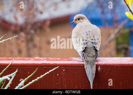Mourning Dove sitting on a balcony ledge on a rainy day, San Francisco bay area, California Stock Photo