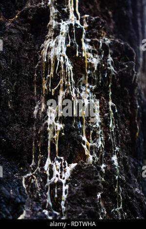 Tree Sap Puddle Yellow resin tree sap dripping from a branch Stock Photo - Alamy