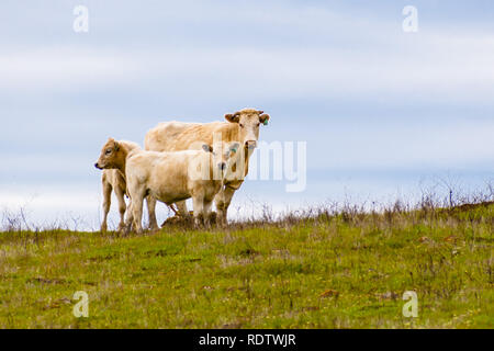 Cow with two calves on a cloudy sky background, south San Francisco bay area, San Jose, California Stock Photo