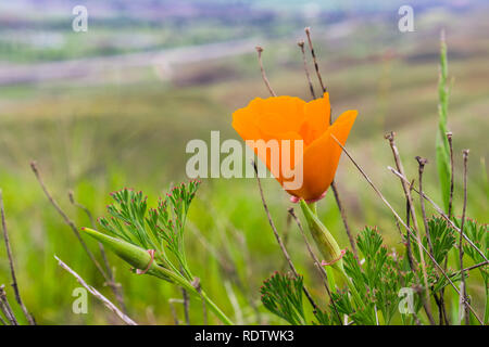 Close up of California poppy (Eschscholzia californica) blooming on the hills of south San Francisco bay area in springtime Stock Photo