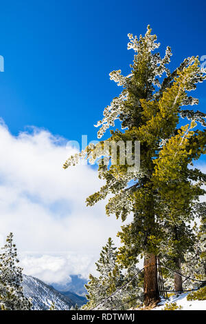 Pine tree covered in frost on a blue sky background, Mount San Antonio (Mt Baldy), south California Stock Photo